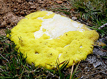 Dog Vomit Slime Mold. Wikipedia